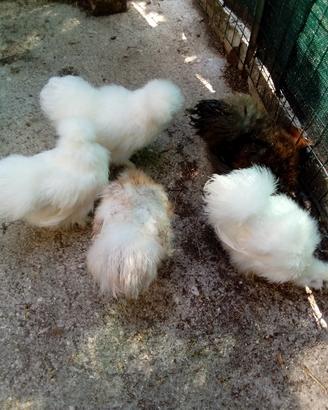 Galli e galline ornamentali morosetta