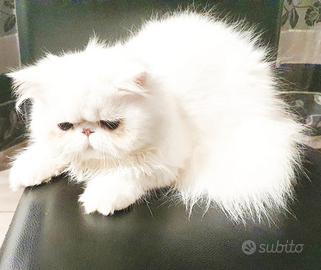 gatto persiano ipertipico maschio 
