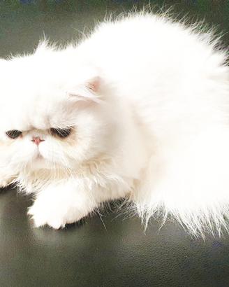 gatto persiano ipertipico maschio 