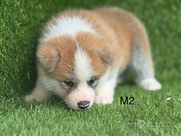 Akita inu con pedigree Enci