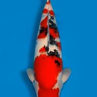 Carpa Koi Sanke Nisai Maschio 61cm ExpoKoi