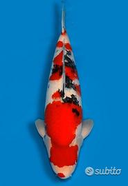 Carpa Koi Sanke Nisai Maschio 61cm ExpoKoi