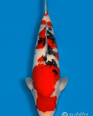 Carpa Koi Sanke Nisai Maschio 61cm ExpoKoi
