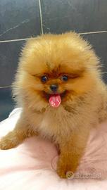 Otello Volpino di Pomerania Toy