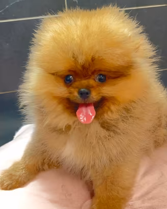 Otello Volpino di Pomerania Toy