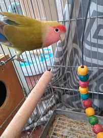 Inseparabili