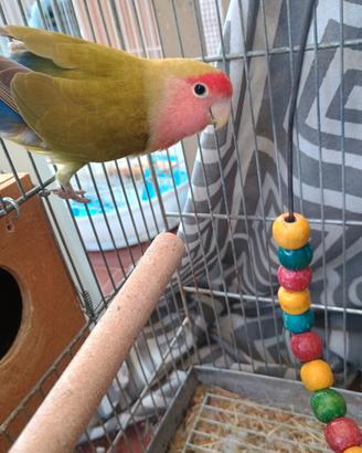 Inseparabili
