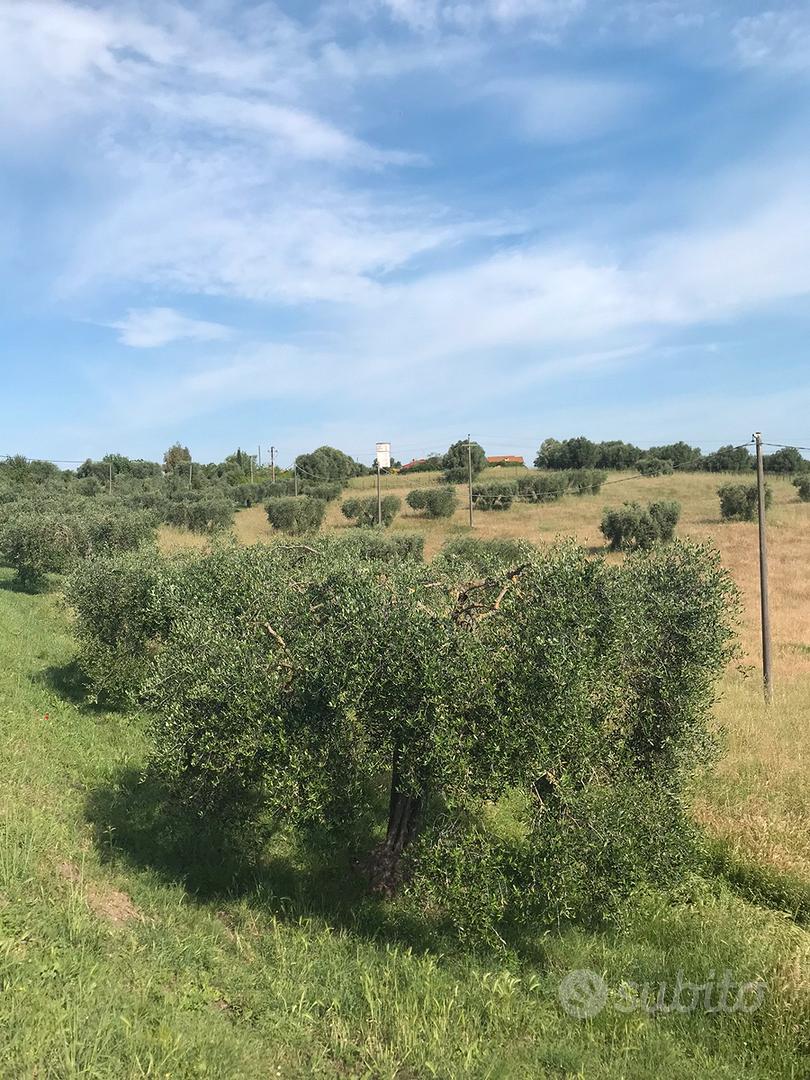 Terreno + piante di olivo - Vista 5