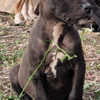 Pitbull ukc nero