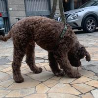 Lagotto da monta