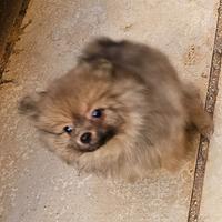 Originalissimi cuccioli di Spitz della Pomerania