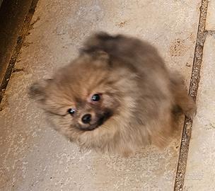 Originalissimi cuccioli di Spitz della Pomerania