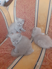 Scottish fold è straight