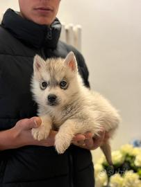 Siberian Husky con pedigree enci