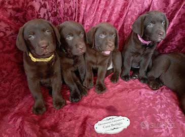 Labrador con pedigree lastre ufficiali e test gene