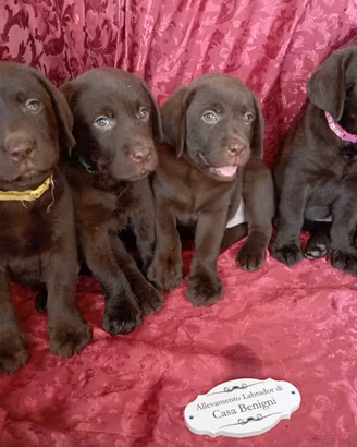 Labrador con pedigree lastre ufficiali e test gene
