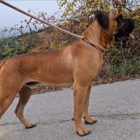 Cane corso disponibile per monte