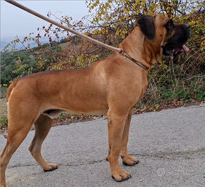 Cane corso disponibile per monte