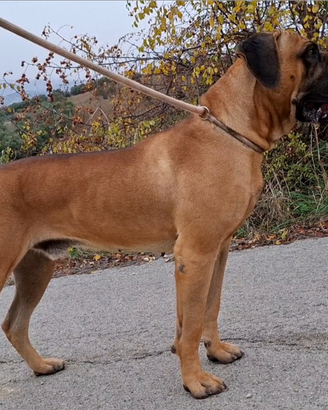 Cane corso disponibile per monte