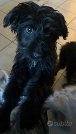 Cagnolina 7/8 mesi nera