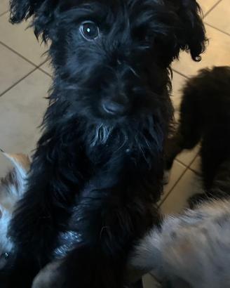 Cagnolina 7/8 mesi nera