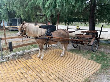 Pony e calesse