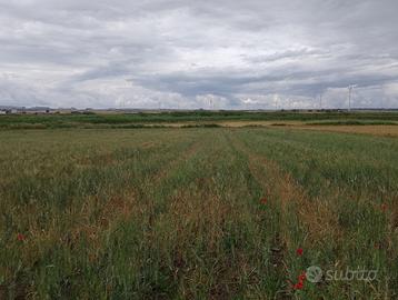 Terreno Agricolo Poggio Imperiale