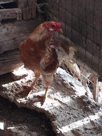 Gallo