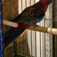 Platycercus eximius pappagalli