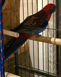 Platycercus eximius pappagalli