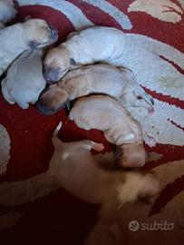 Splendidi cuccioli di pitbull disponibili