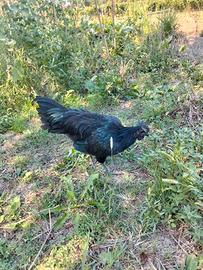 Gallo Ayam Cemani puro