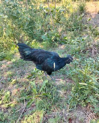 Gallo Ayam Cemani puro