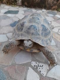 Testudo horstfieldi