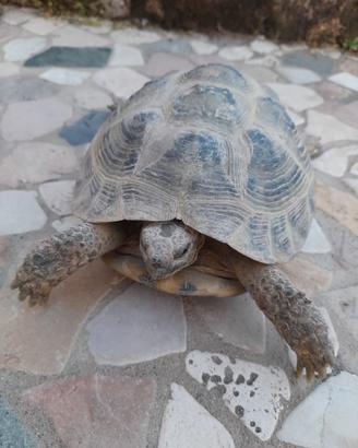 Testudo horstfieldi