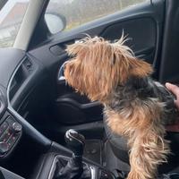 Fidanzatino Yorkshire