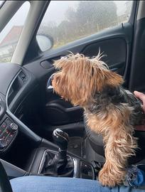 Fidanzatino Yorkshire