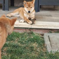 Shiba-inu