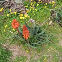 aloe arborense