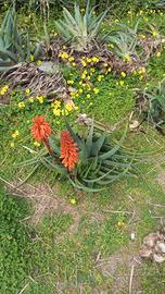 aloe arborense