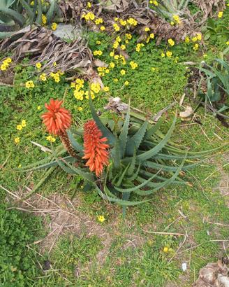 aloe arborense