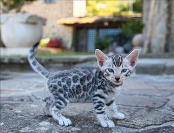 Gattini Bengala Silver Spotted
