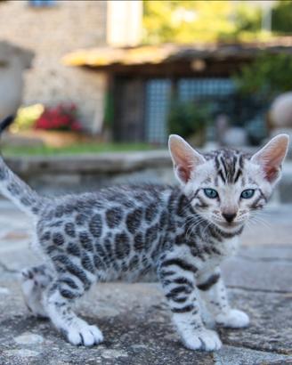 Gattini Bengala Silver Spotted