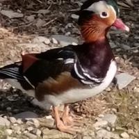 Coppia anatre mandarine