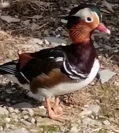 Coppia anatre mandarine