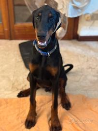 Cucciolo di Dobermann