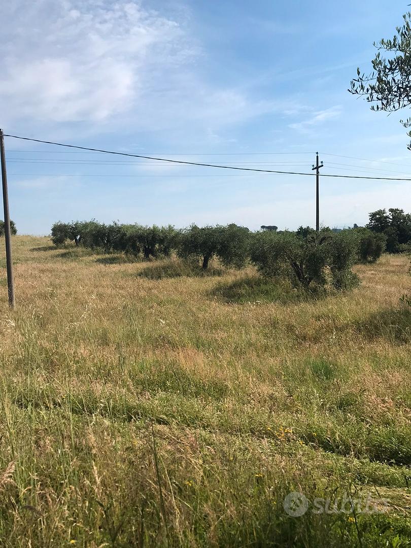 Terreno + piante di olivo - Vista 3