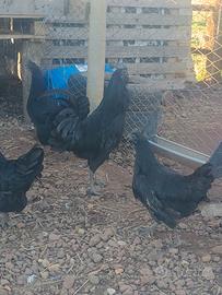 Gruppo galline Cemani