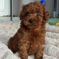 Splendidi cuccioli di Barboncino piccola taglia