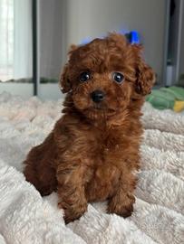 Splendidi cuccioli di Barboncino piccola taglia